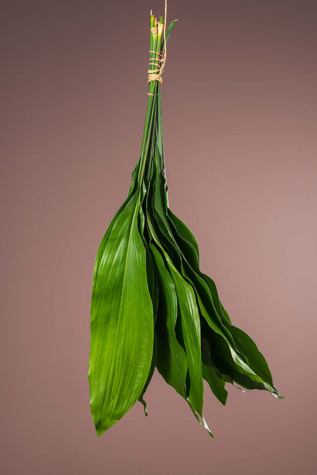 Aspidistra Blätter