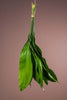 Aspidistra Blätter