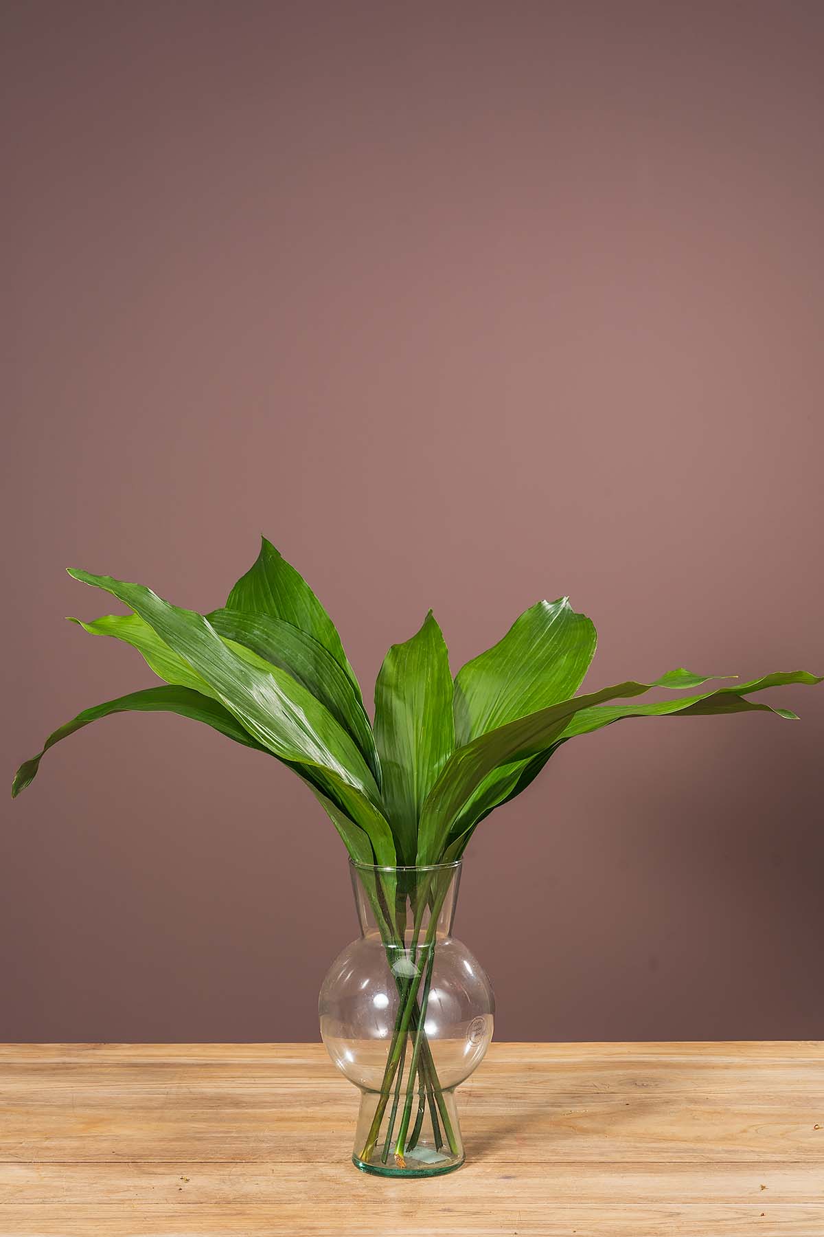 Aspidistra Flowers by Schouten