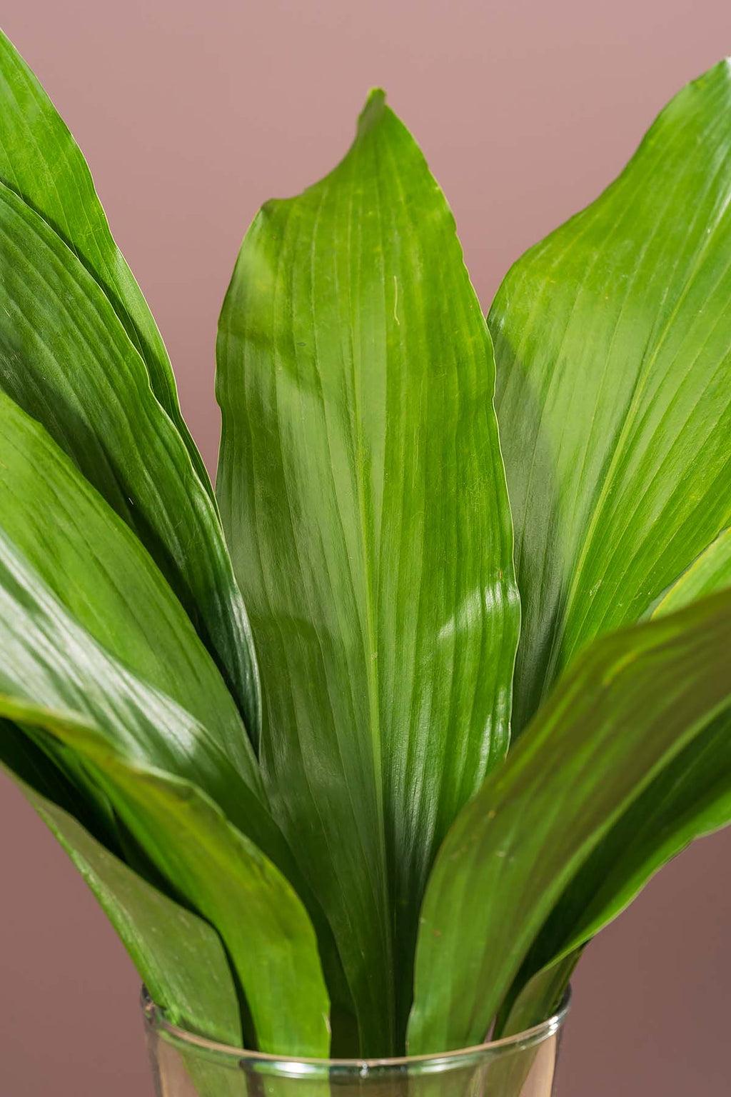 Frisches Aspidistra Blätter