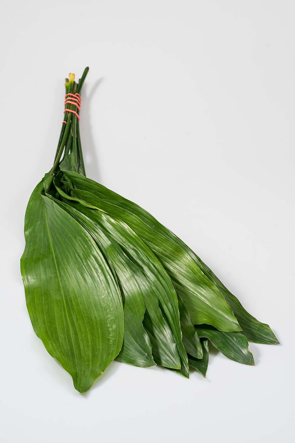 Frisches Aspidistra Blätter Produktfoto