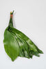 Frisches Aspidistra Blätter Produktfoto