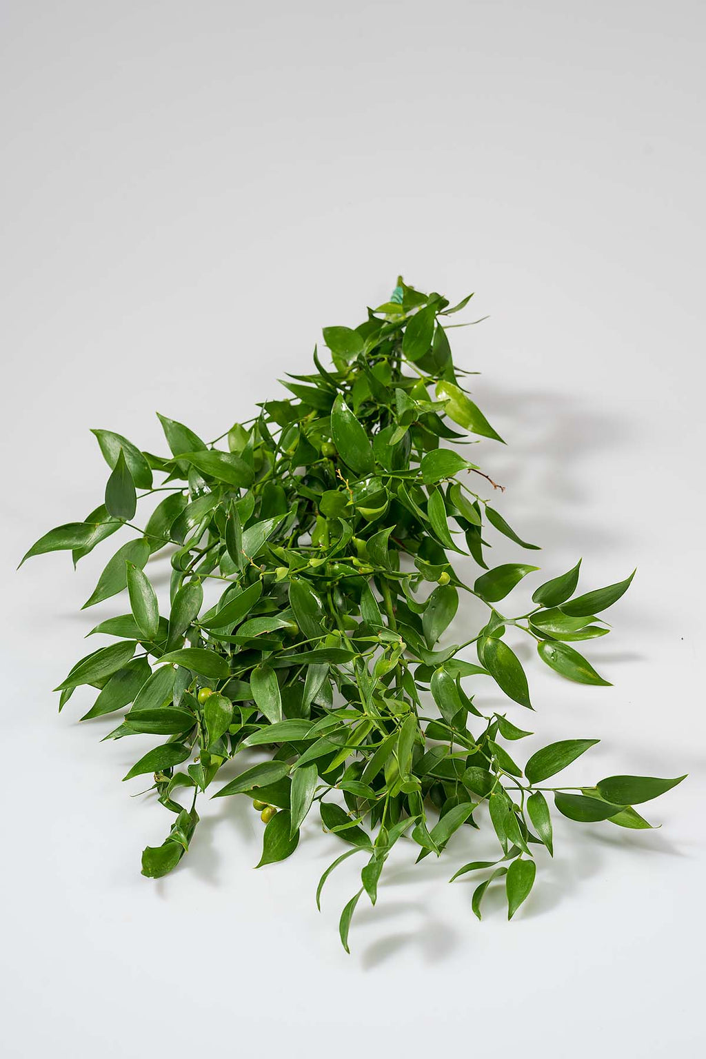 Ein Bund Ruscus Produktfoto