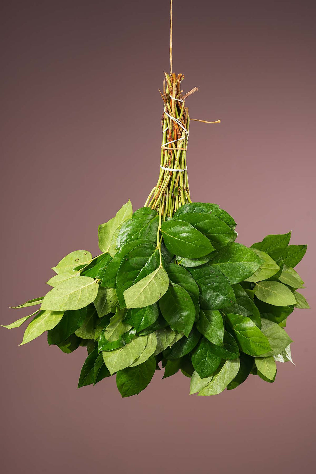 Frische Salal Floristik