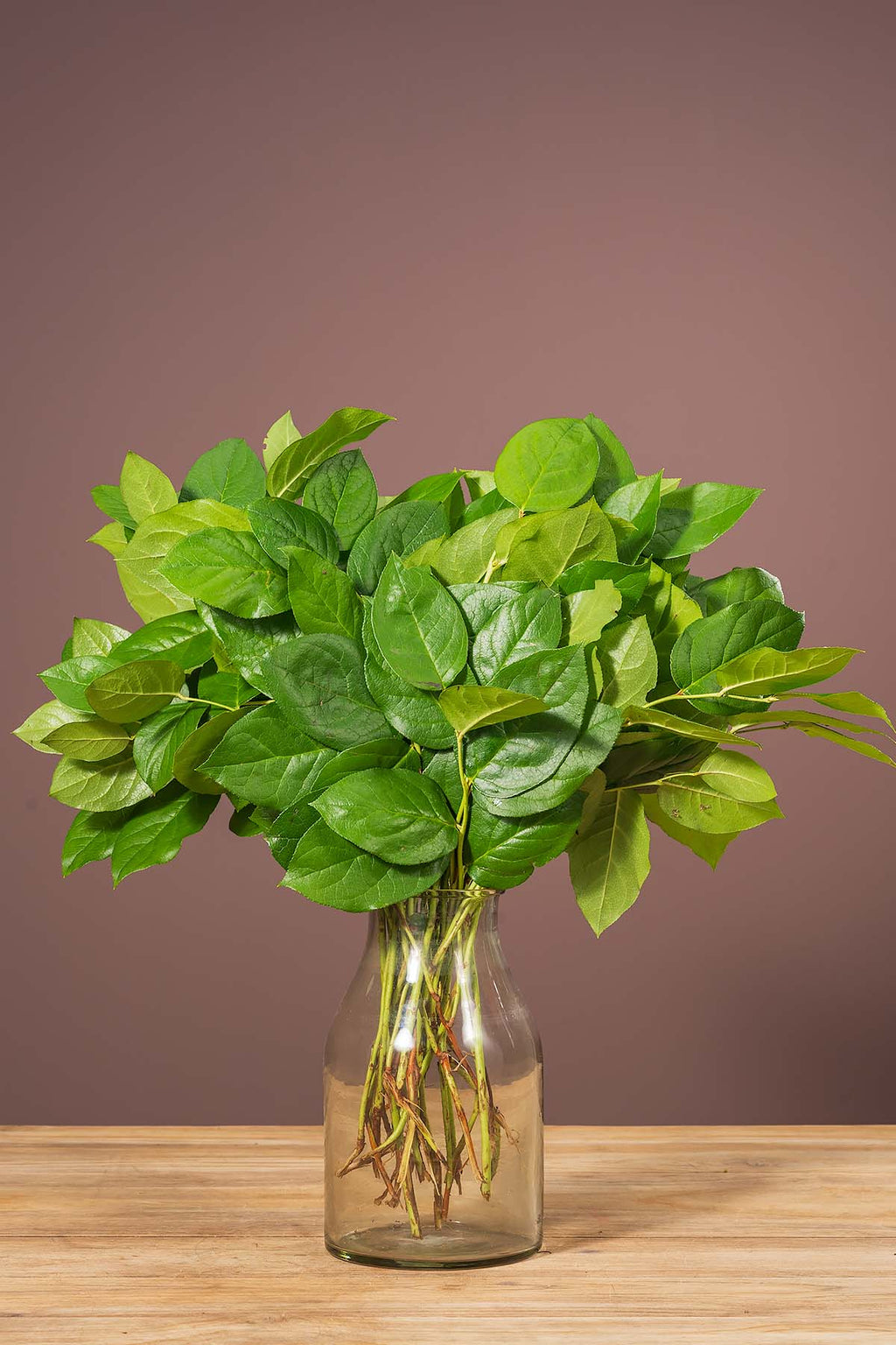 1 Bund Frische Salal Blatt