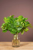 1 Bund Frische Salal Blatt