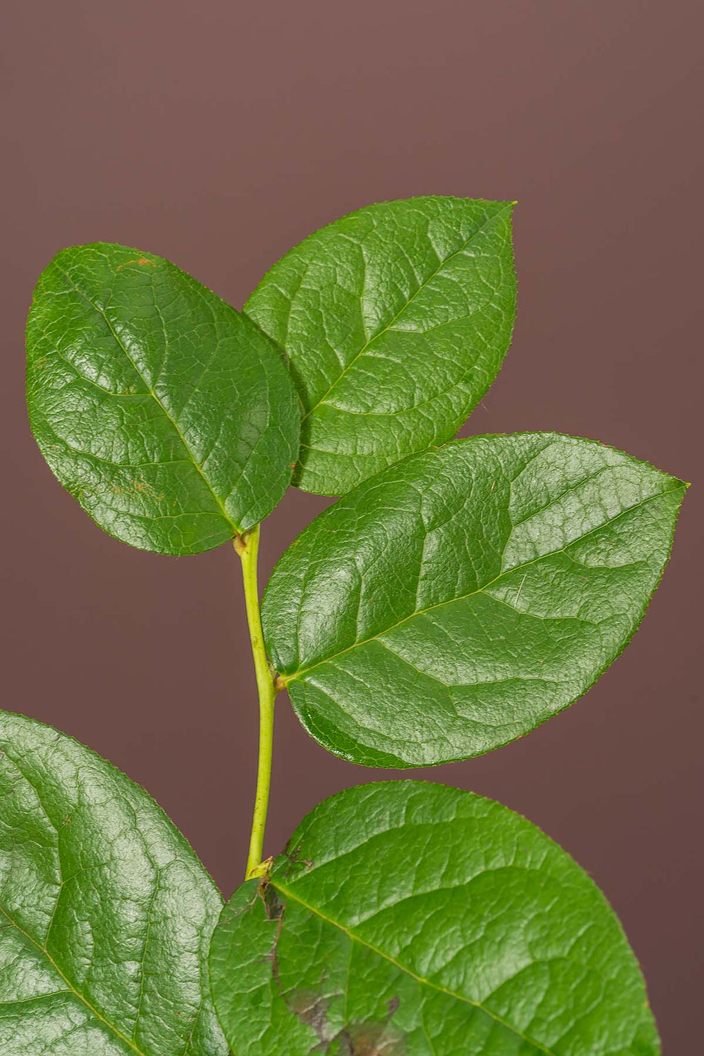 Salal Blatt