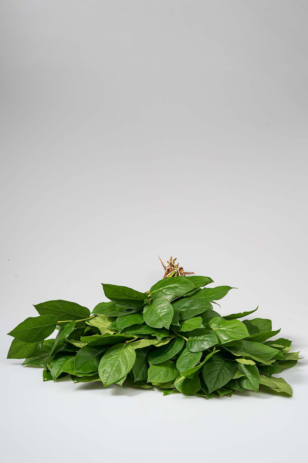 1 Bund Frische Salal Blatt Produktfoto