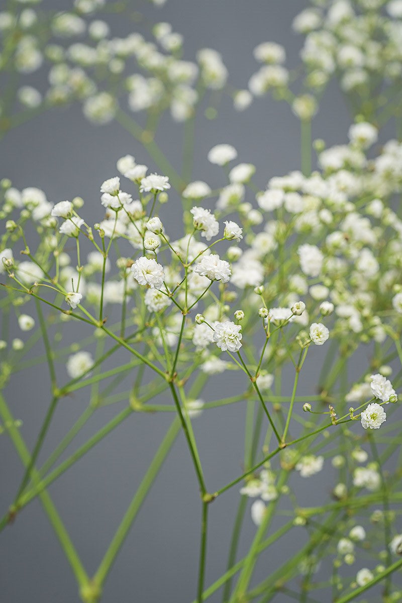 Schleierkraut im Bund Schnittblume bundweise Nahaufnahme