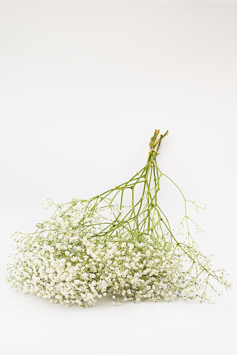 Schleierkraut im Bund Schnittblume bundweise Produktfoto