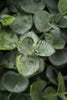 Künstlicher Eukalyptuskranz Closeup