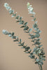 Grün Künstlicher Eukalyptus "Cinerea"