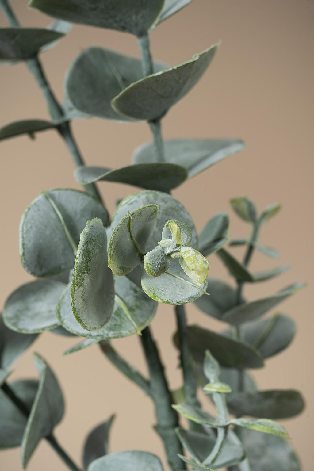 Grün Künstlicher Eukalyptus "Cinerea" Closeup