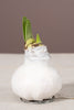 Weiß Wachs Amaryllis