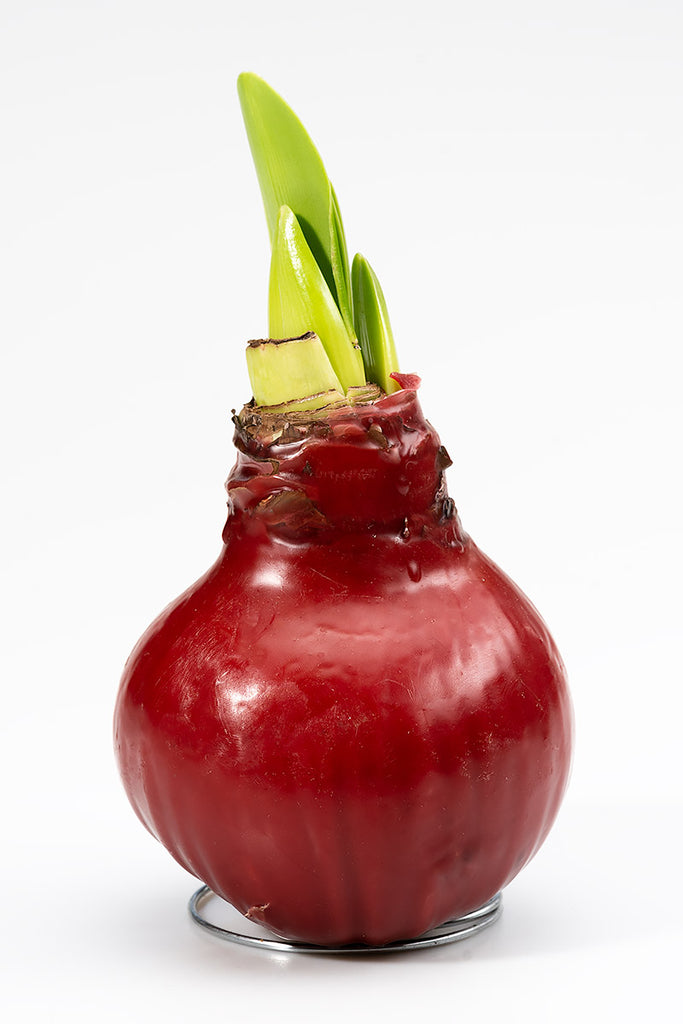 Rot Wachs Amaryllis Produktfoto