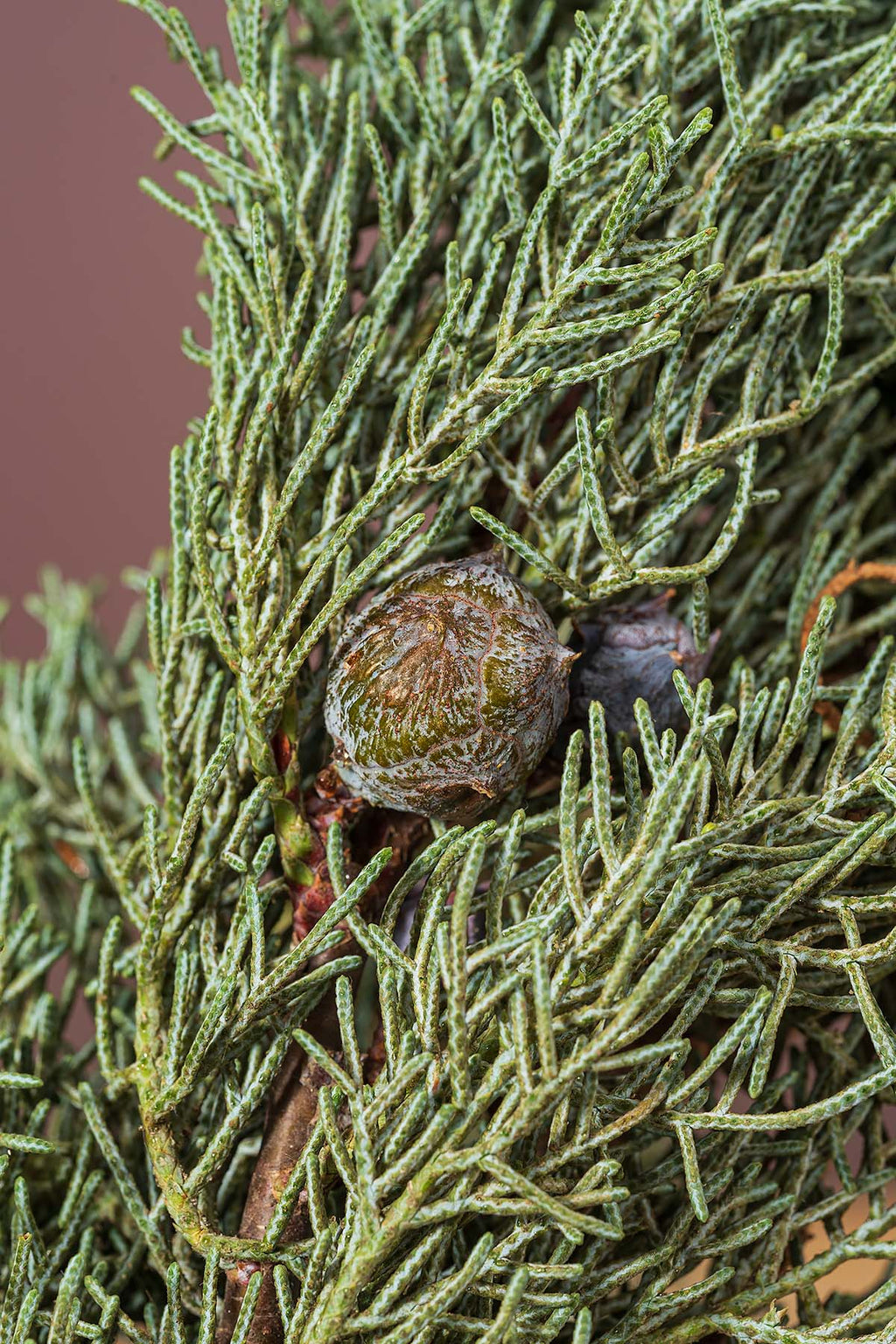 Frische Arizona Zypresse