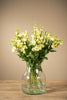 Frische Eustoma - inkl. Versand