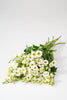 Frische Eustoma - inkl. Versand