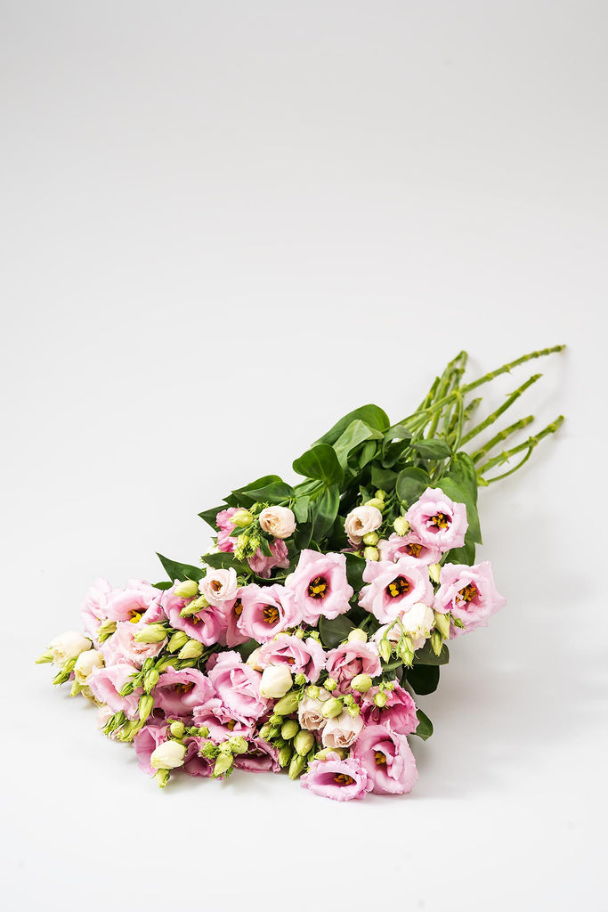 Frische Eustoma - inkl. Versand