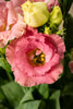 Frische Eustoma - inkl. Versand