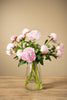 Frische Pfingstrosen Rosa - "Sarah Bernhardt"