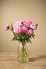 Frische Pfingstrosen  Pink - "Dr Alexander Fleming"