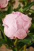 Frische Pfingstrosen Rosa - "Sarah Bernhardt" Closeup