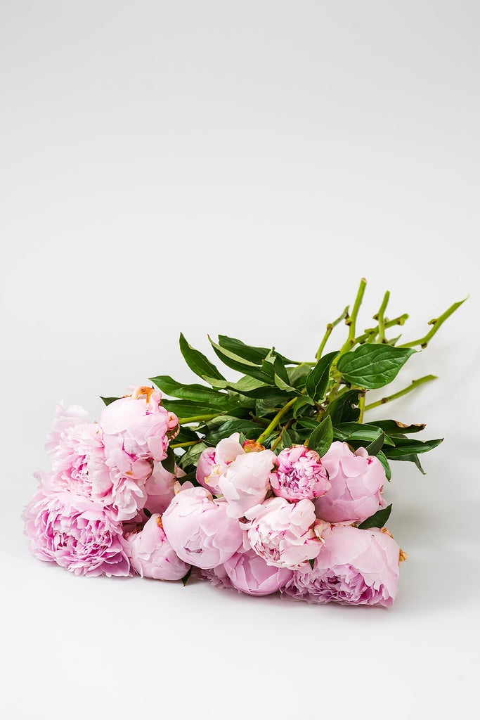 Frische Pfingstrosen Rosa - "Sarah Bernhardt" Produktfoto