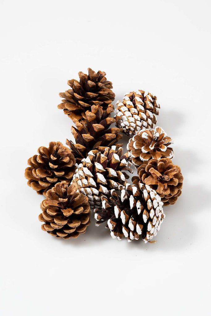 Natur Weiß Naturzapfen "Blue Pine" Produktfoto