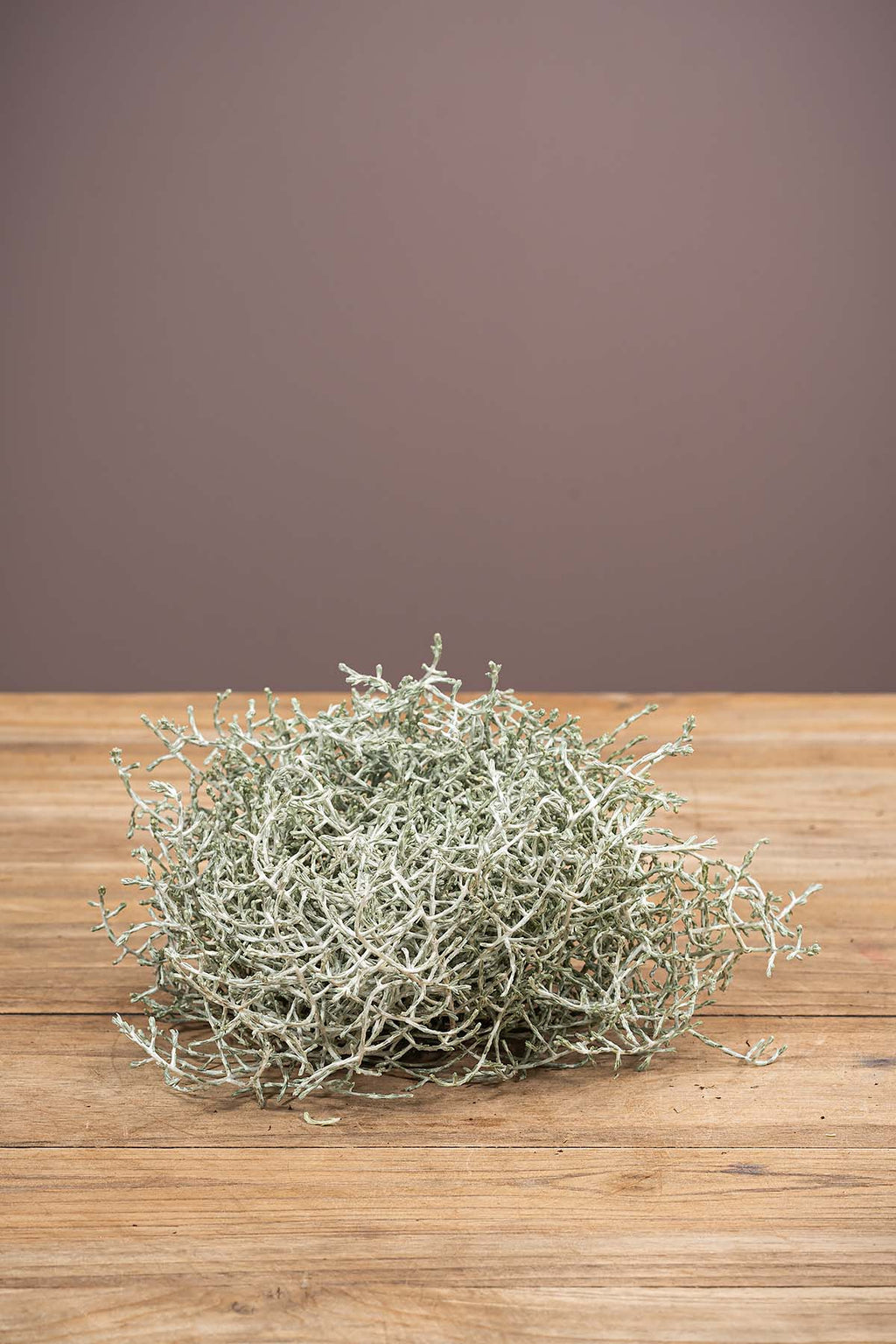 Frische Stacheldraht