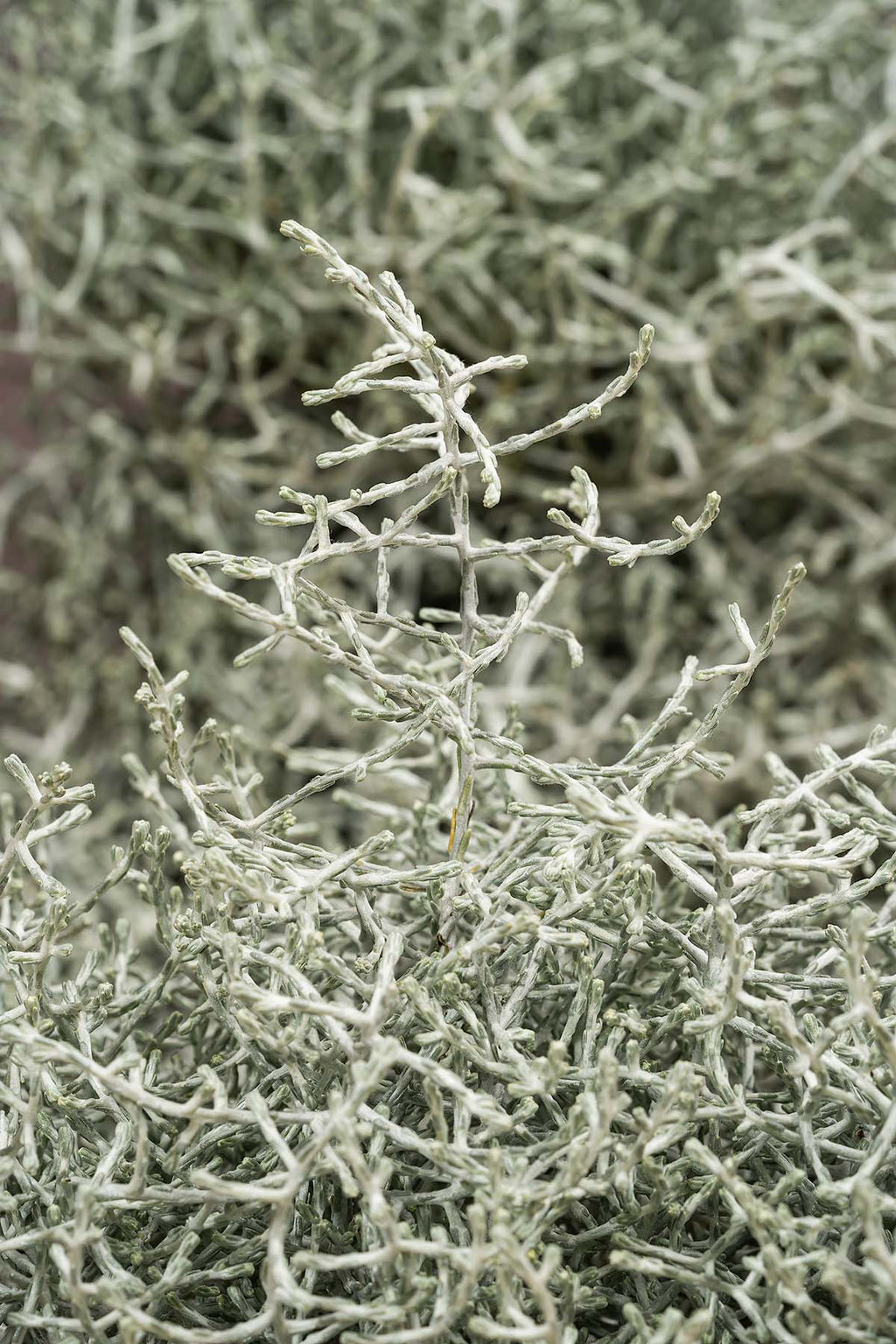 Stacheldraht Closeup