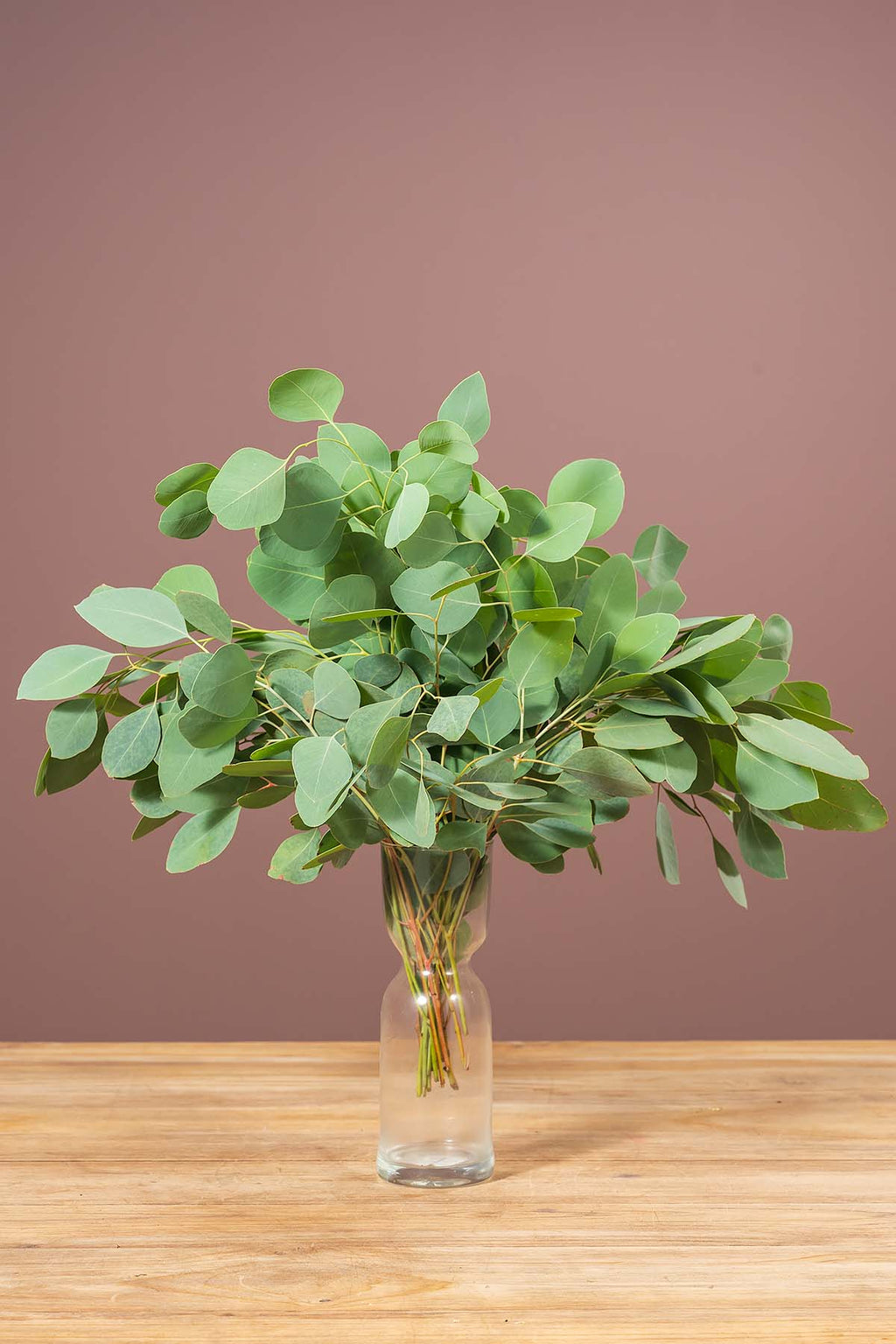 Eukalyptus Populus ohne Beeren