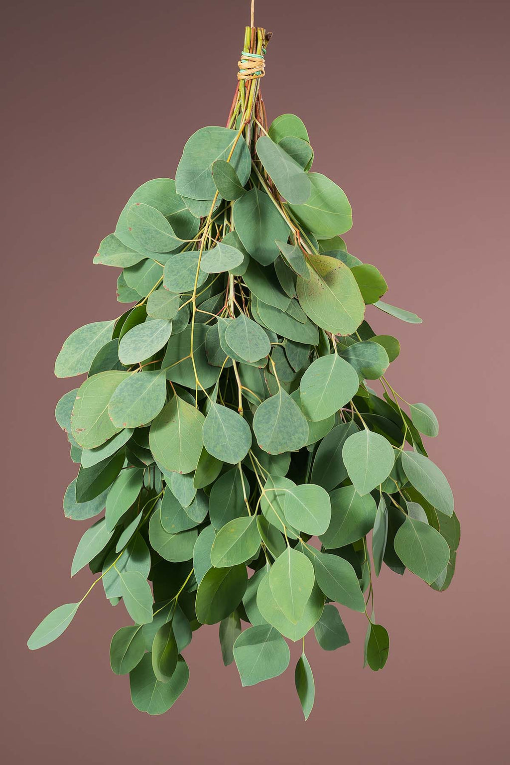 Bündel Eukalyptus Populus ohne Beeren