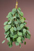 Bündel Eukalyptus Populus ohne Beeren