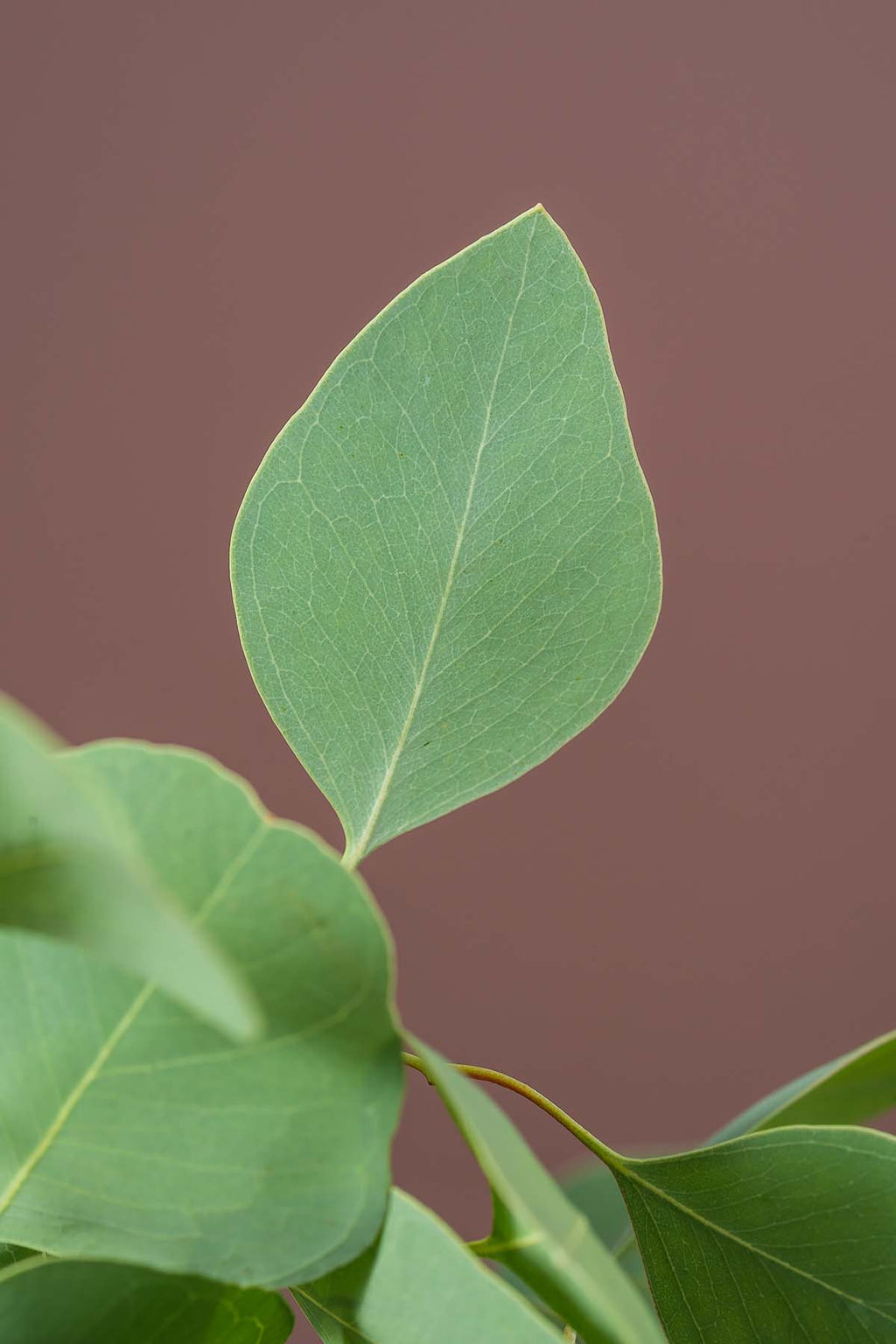 Eukalyptus Populus ohne Beeren
