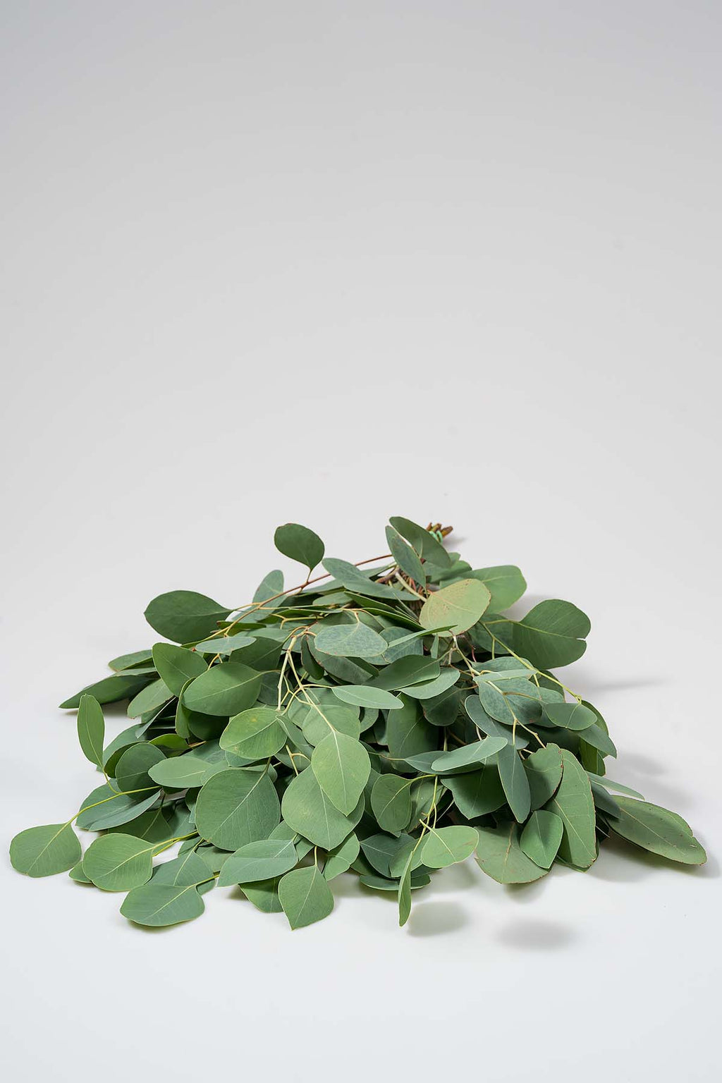 Eukalyptus Populus ohne Beeren