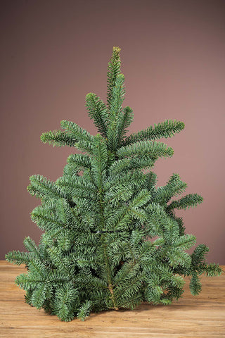 Edeltanne Nobilis