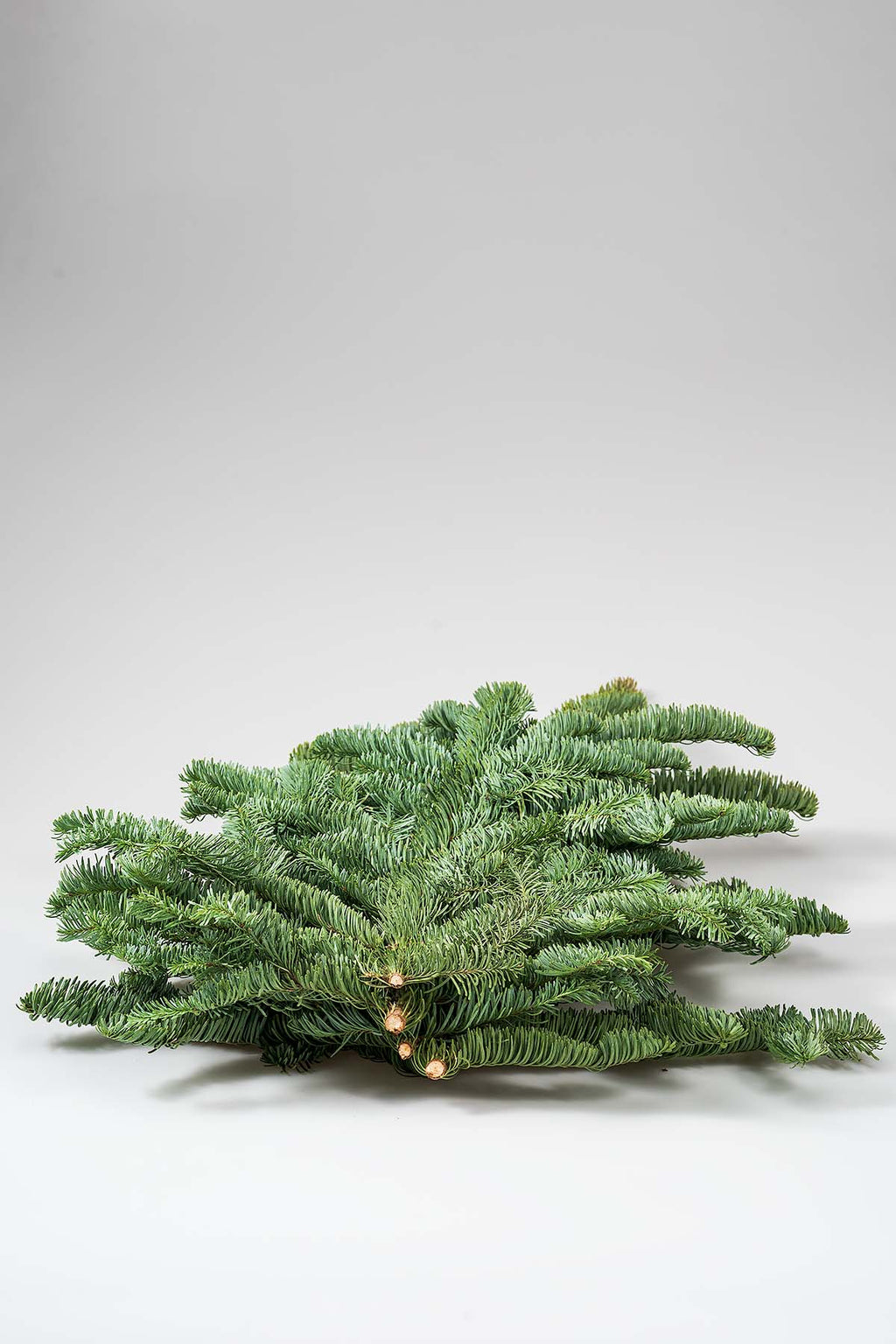 Edeltanne Nobilis im Bund