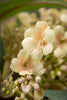 Kunstblumen-Strauß "Eukalyptus" Closeup