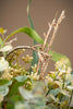 Kunstblumen-Strauß "Eukalyptus" Closeup