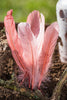 Federbox "Pink Spring"
