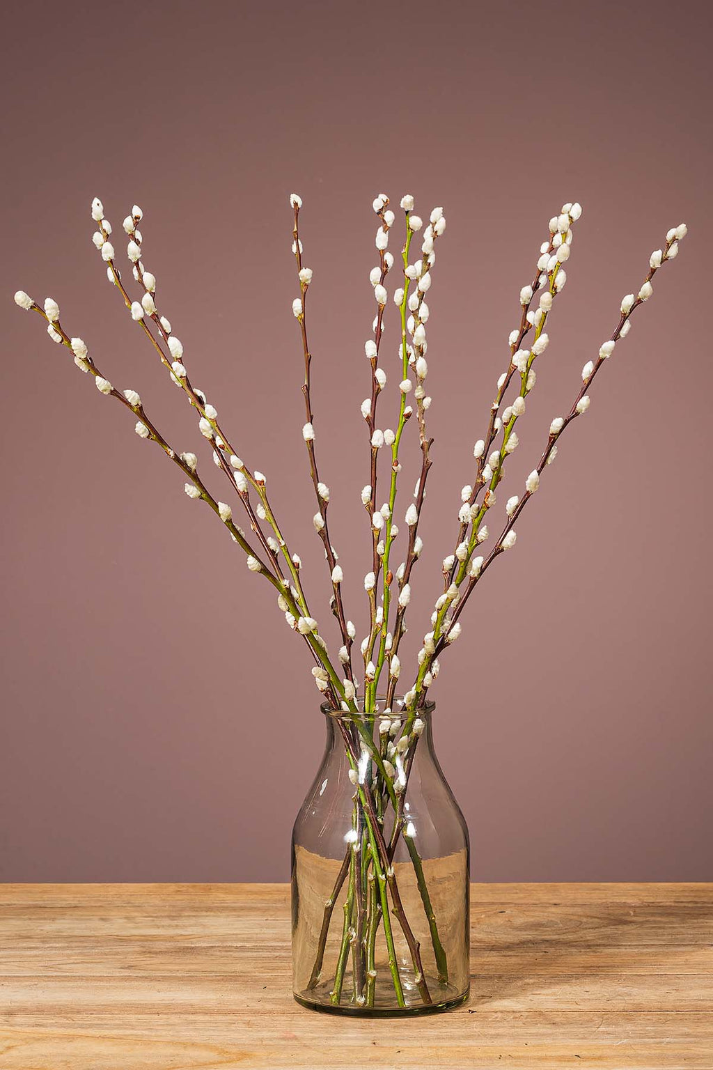 Weidenkätzchen "Natur"