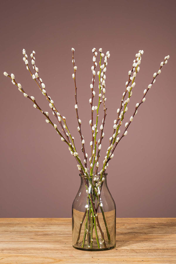 Weidenkätzchen "Natur"