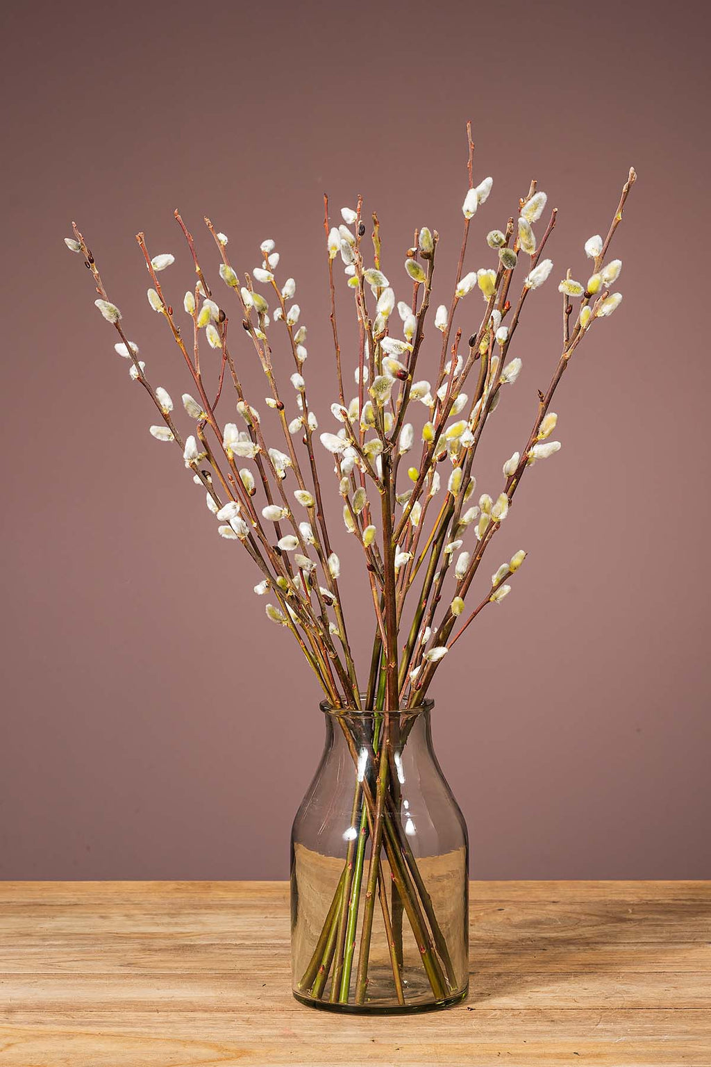 Weidenkätzchen "Natur"