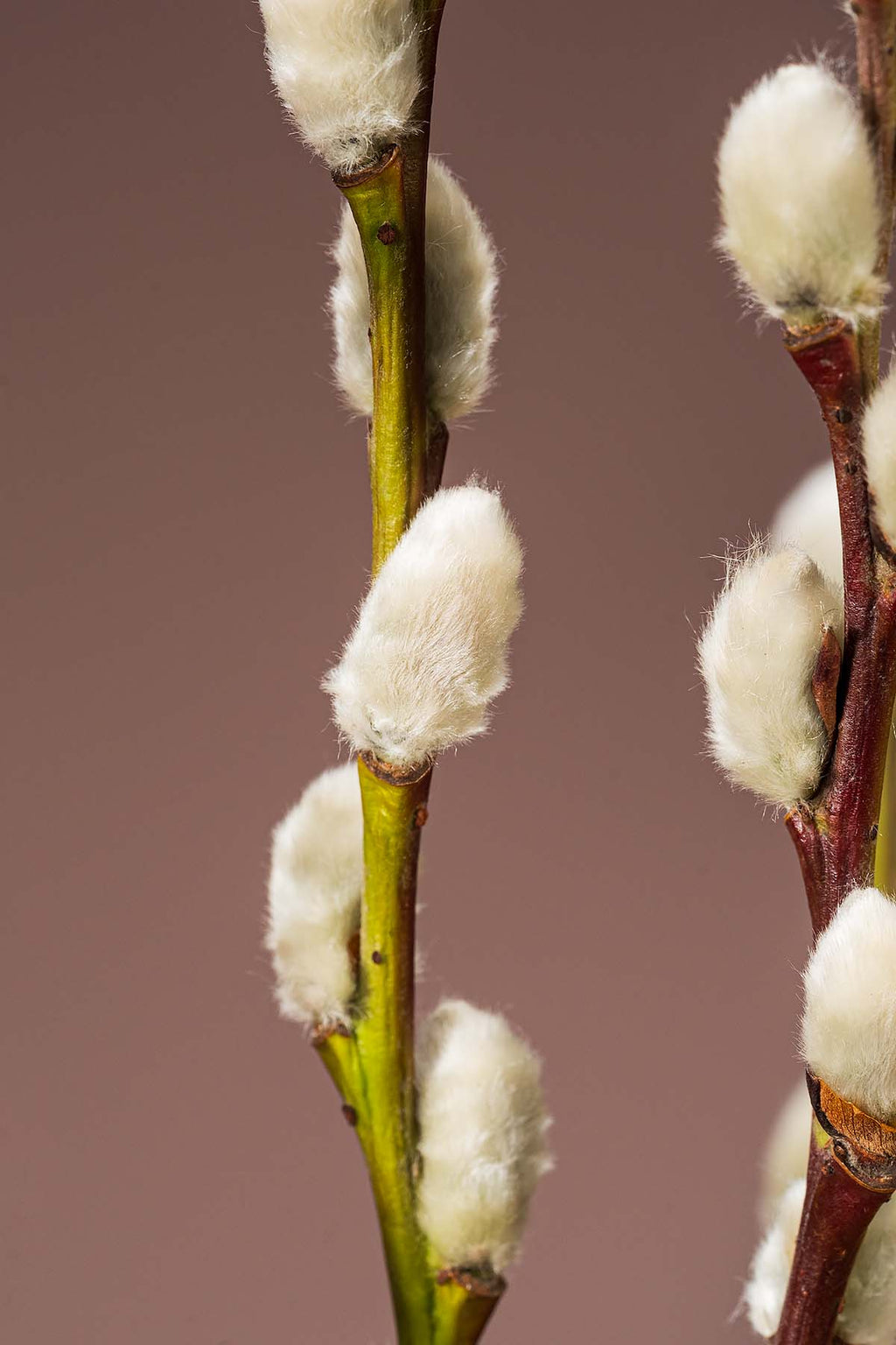 Weidenkätzchen "Natur" Closeup