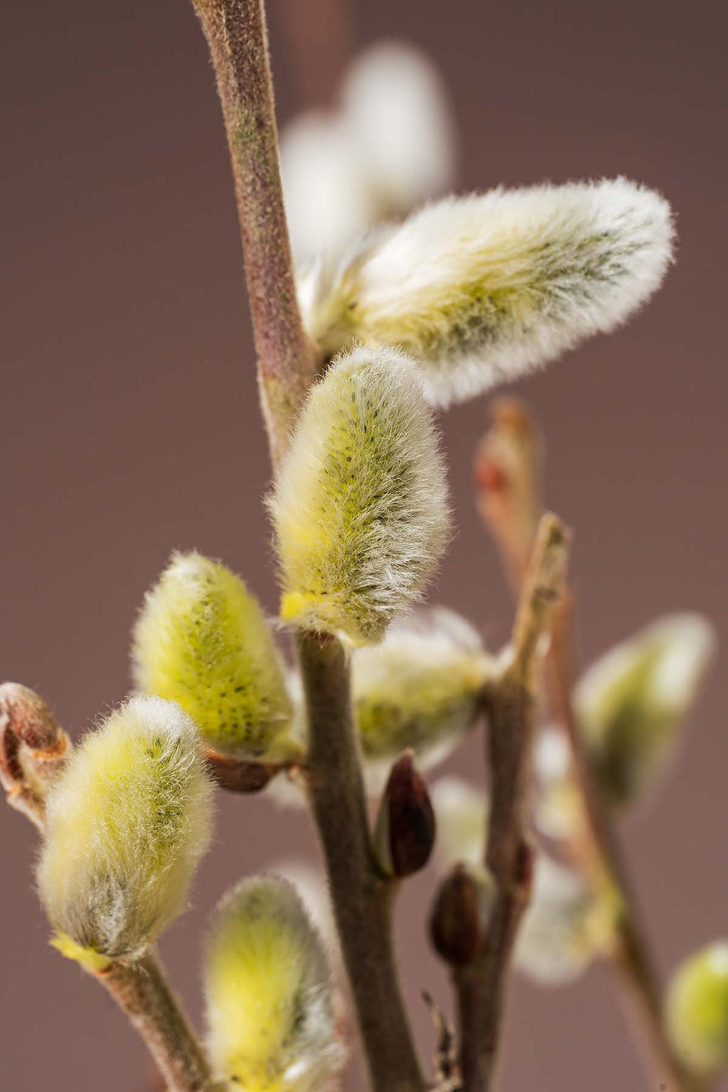 Weidenkätzchen "Natur" Closeuip