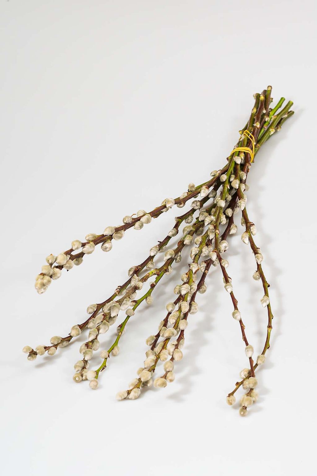 Weidenkätzchen "Natur" Produktfoto