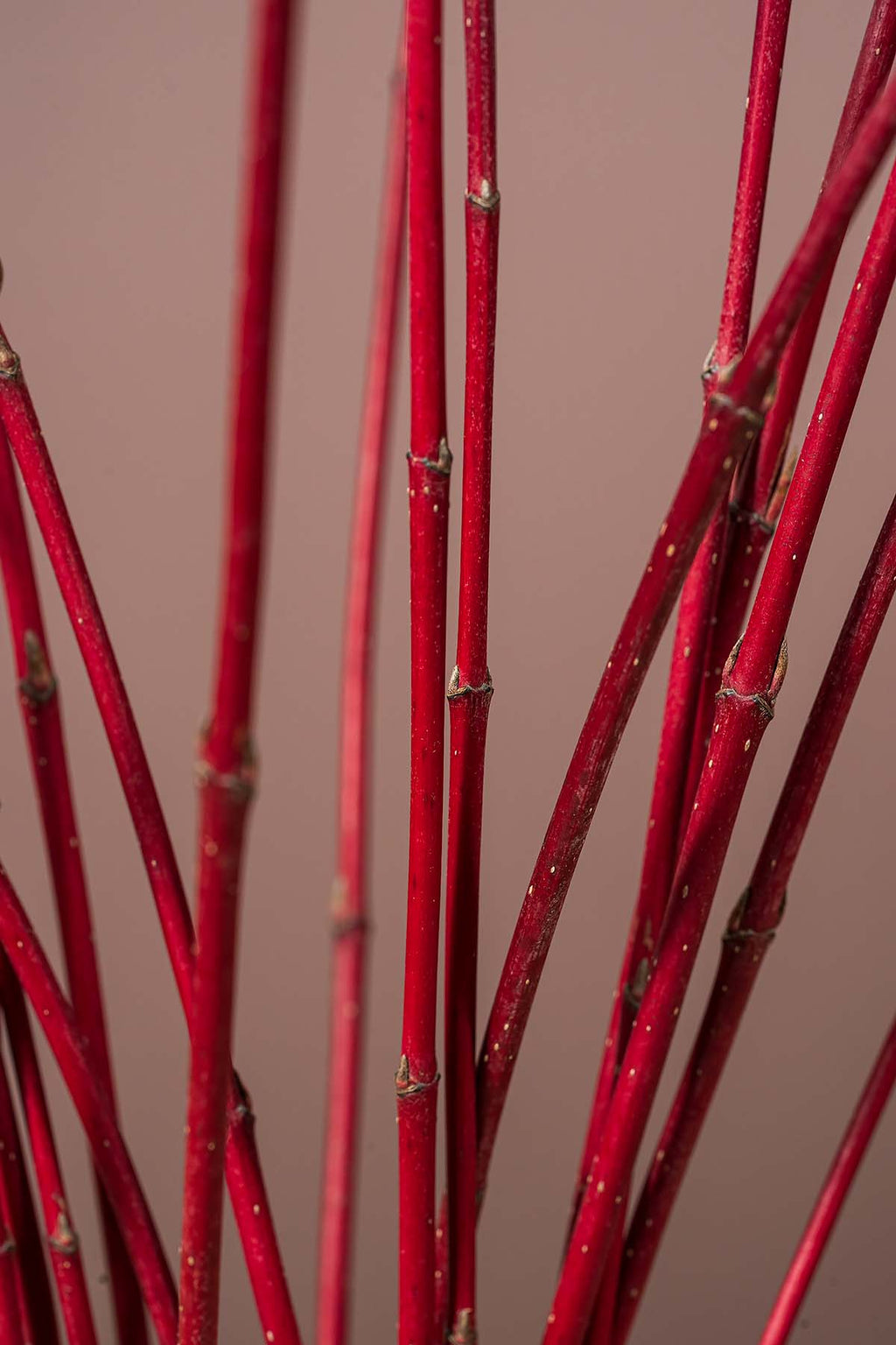 Roter Cornus Closeup