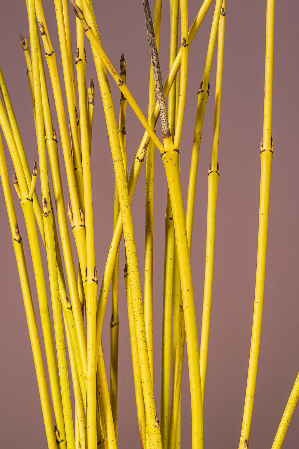 Gelber Cornus Closeup