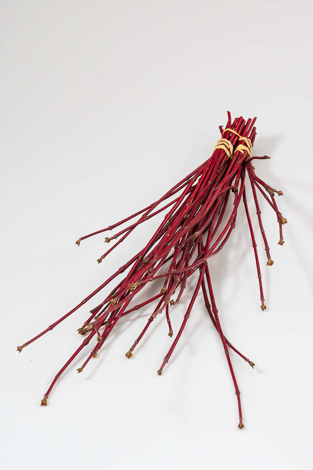 Roter Cornus Produktfoto